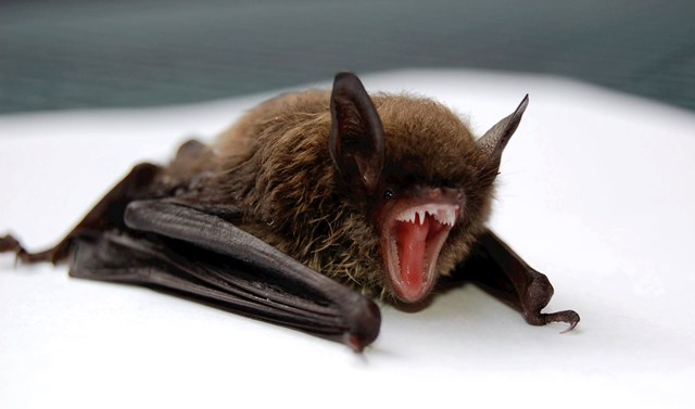 Bats for Building Professionals Course - Image